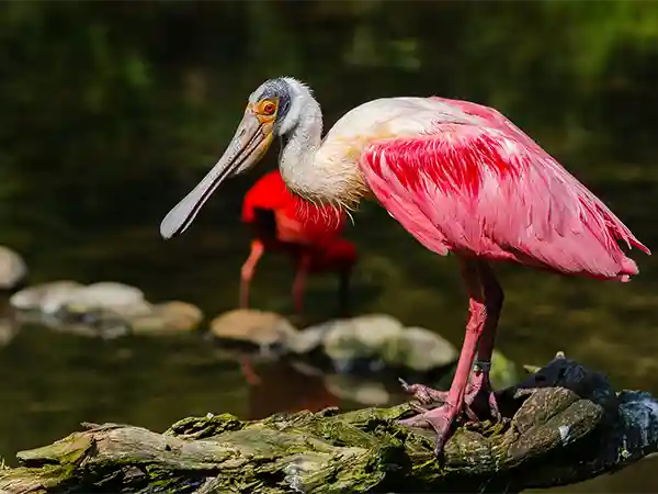 parc des oiseaux à Villars les Dombes dans l'Ain